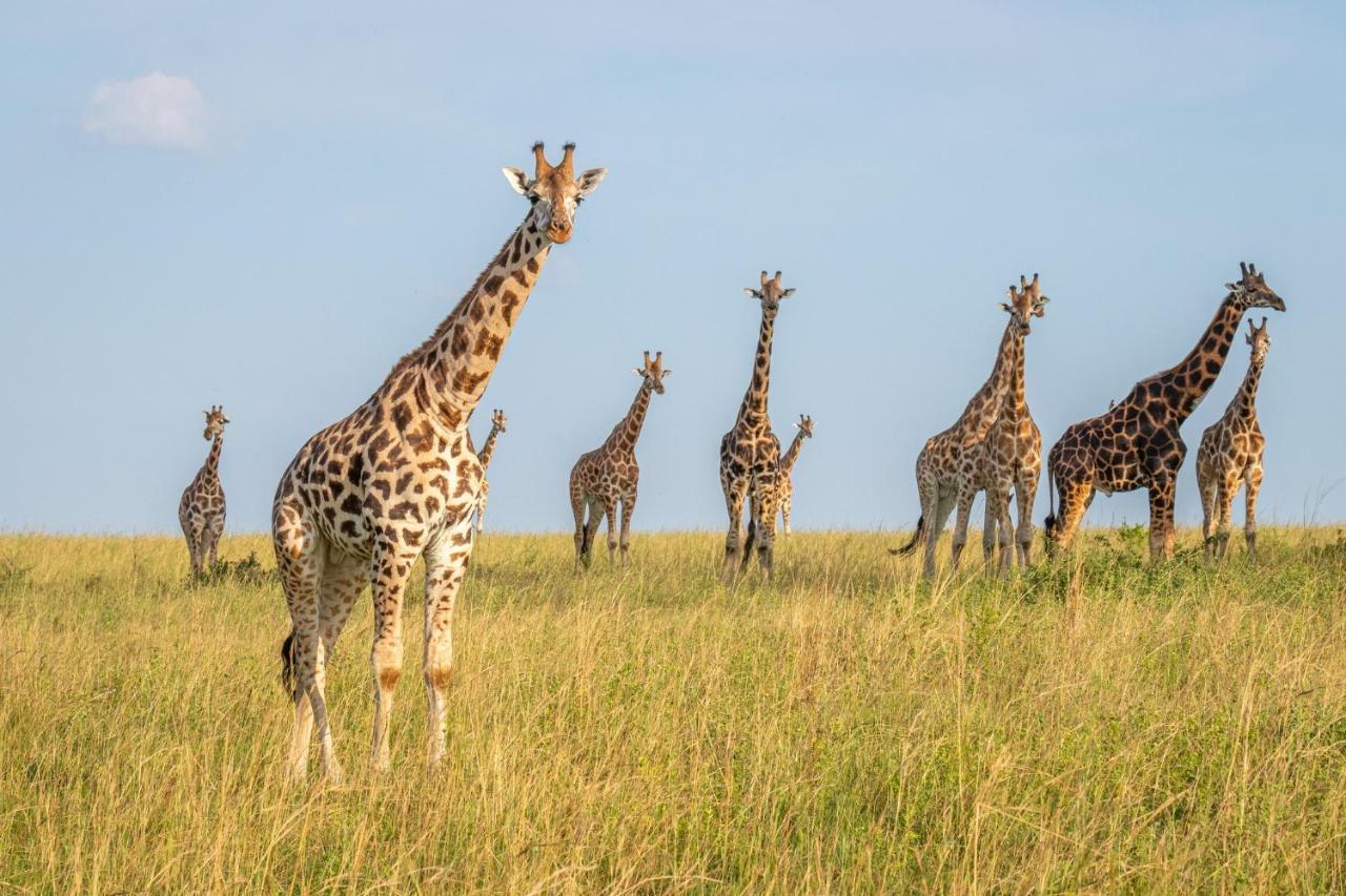 Zebula Boutique Hotel Mabula Game Reserve Ngoại thất bức ảnh